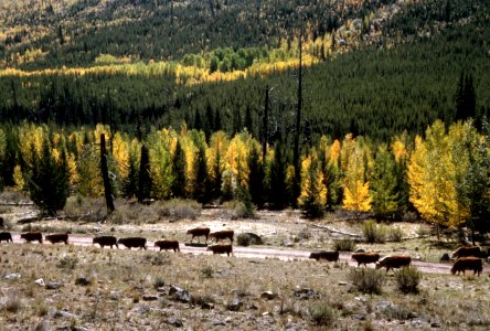 240 Cattle, Toats Coulee, Okanogan Nat'l Forest 1966