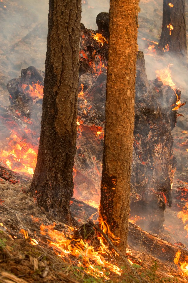 Happy Dog Fire, 2017
