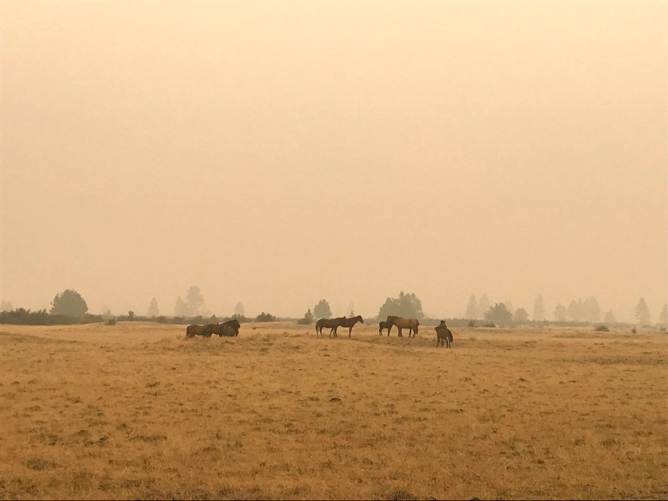 View of horses on Warm Springs Side of Lionshead Fire 9-19-2020