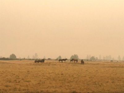 View of horses on Warm Springs Side of Lionshead Fire 9-19-2020