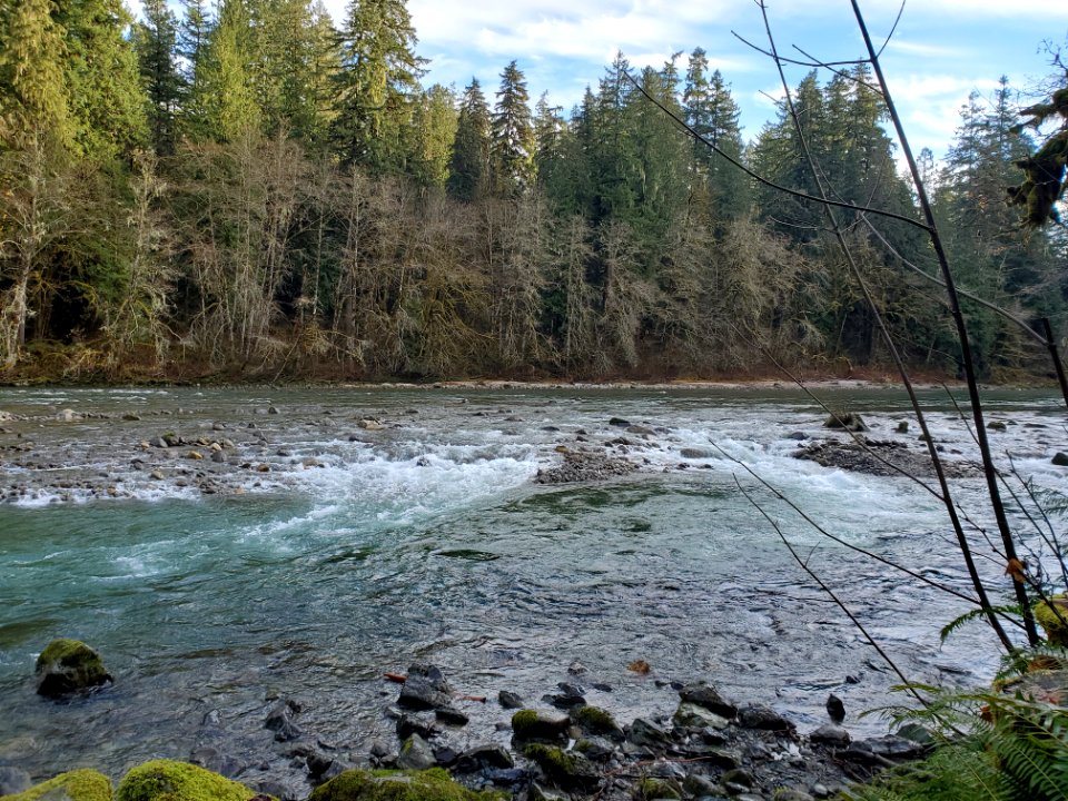 Sauk River near the Clear Creek confluence. Photo by Anne Vassar December 3, 2020.