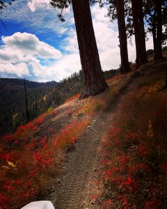 Motorcycle-TracksOnTrailWithRedColoredLeaves-OkaWenNFbyMasonSchuurUSFS-Sept22-2018