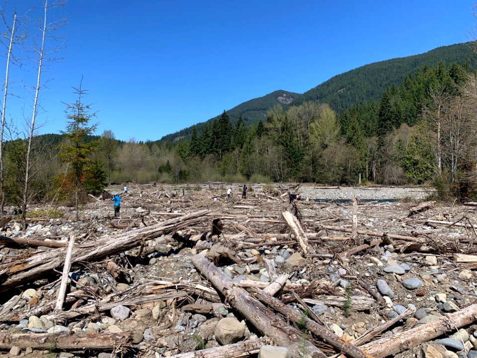 20210417-FS-GPNF-A Cascade Forest Conservancy organized tree planting event at near Cispus/Yellowjacket Creek in the Lower Columbia River watershed 0