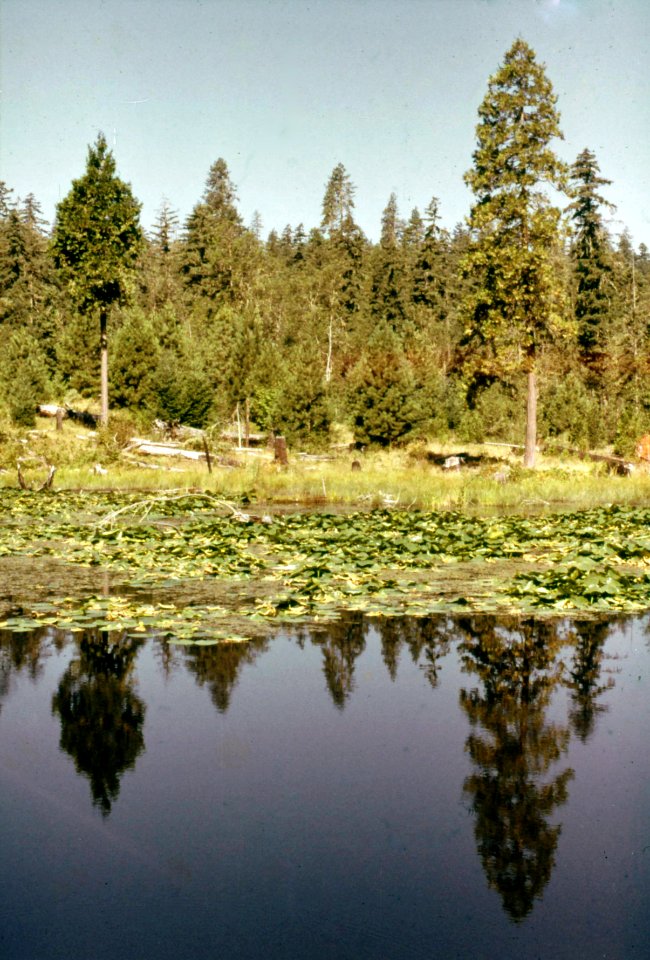 Umpqua NF - Fall Creek Falls, OR 1980