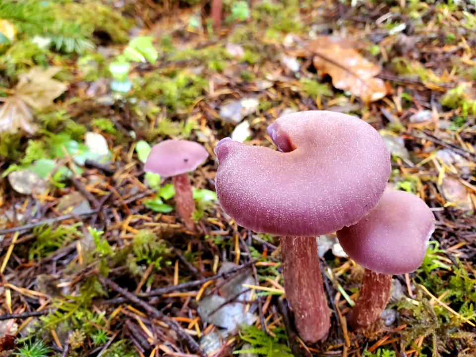 Western Amethyst Laccaria, Mt. Baker-Snoqualmie National Forest. Photo by Anne Vassar November 23, 2020.
