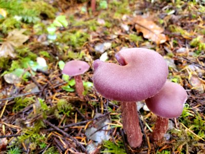 Western Amethyst Laccaria, Mt. Baker-Snoqualmie National Forest. Photo by Anne Vassar November 23, 2020.
