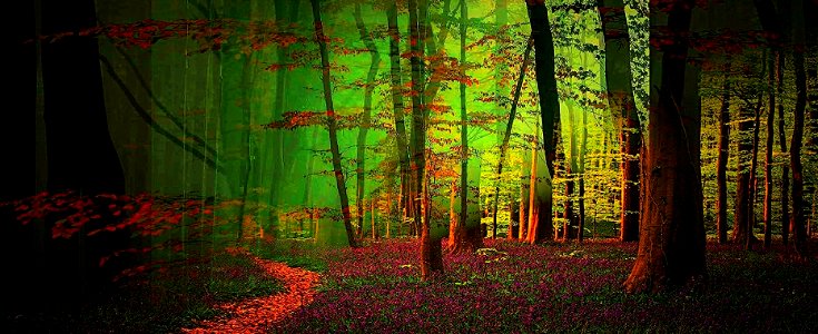 il bosco da sogno