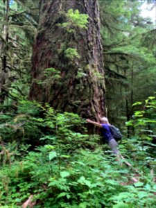 2020 Olympic A visitor hugs a tree in Wynoochee area.