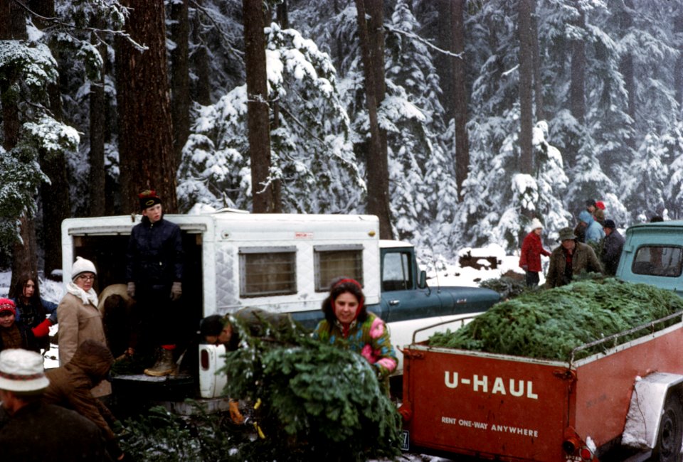 Christmas tree cutting.jpg