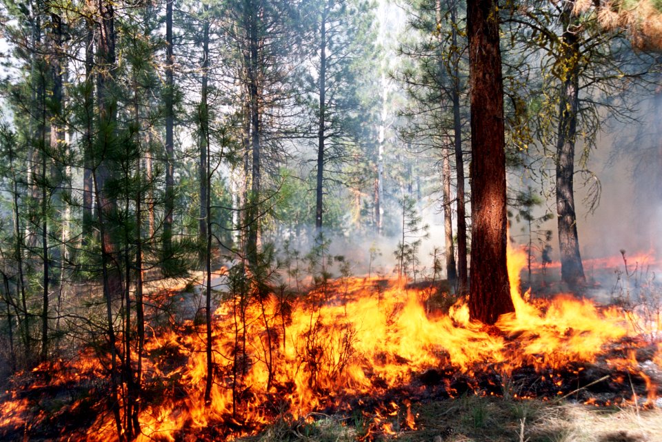 493B Photo point during prescribed  fire