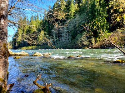 Sauk River near Darrington, Mt. Baker-Snoqualmie National Forest. Photo by Anne Vassar April 21, 2021.