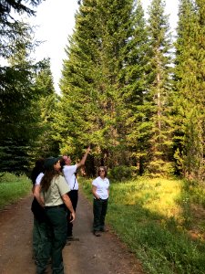 2018 Tree Team searches for the perfect Christmas tree