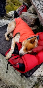 Dog sleeping on Chelan RD, Okanogan-Wenatchee NF