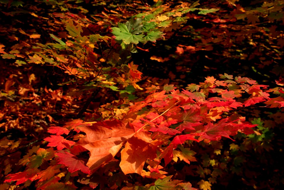 Fall color-9.jpg