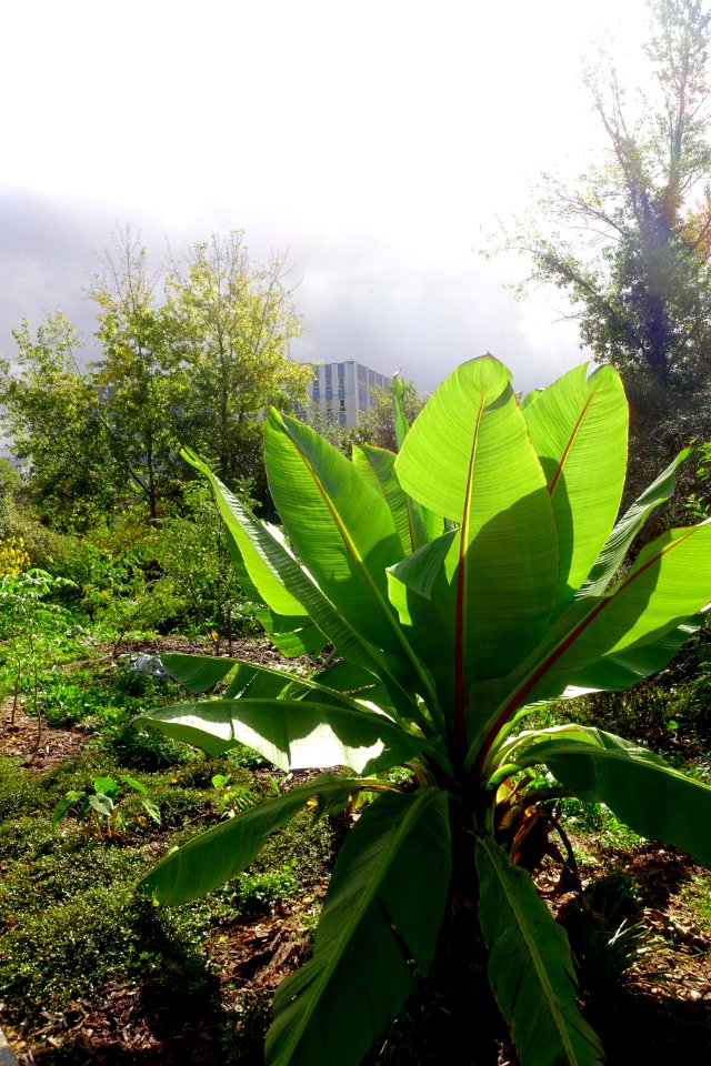 Le jardin extraordinaire de Nantes