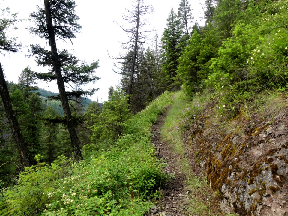 13 Mile Trail June 2020 trail incline by Sharleen Puckett