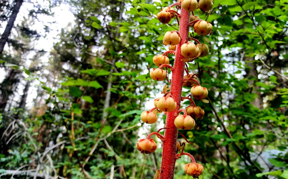 Pterospora andromedea bottom