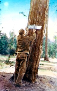 Colville NF - CCC Posting a Section Line, WA photo