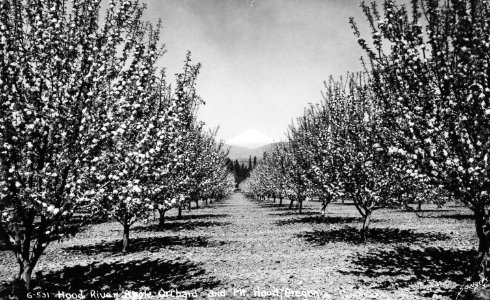 6-531 Hood River Apple Orchard & Mt. Hood photo