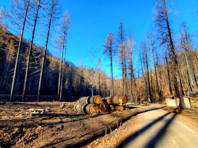 Roaring River Campground post-Riverside Fire, Mt. Hood National Forest