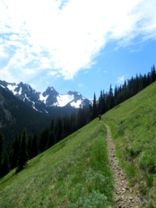 Tubal Cain Trail June 2017, Olympic National Forest by Michael Becker.