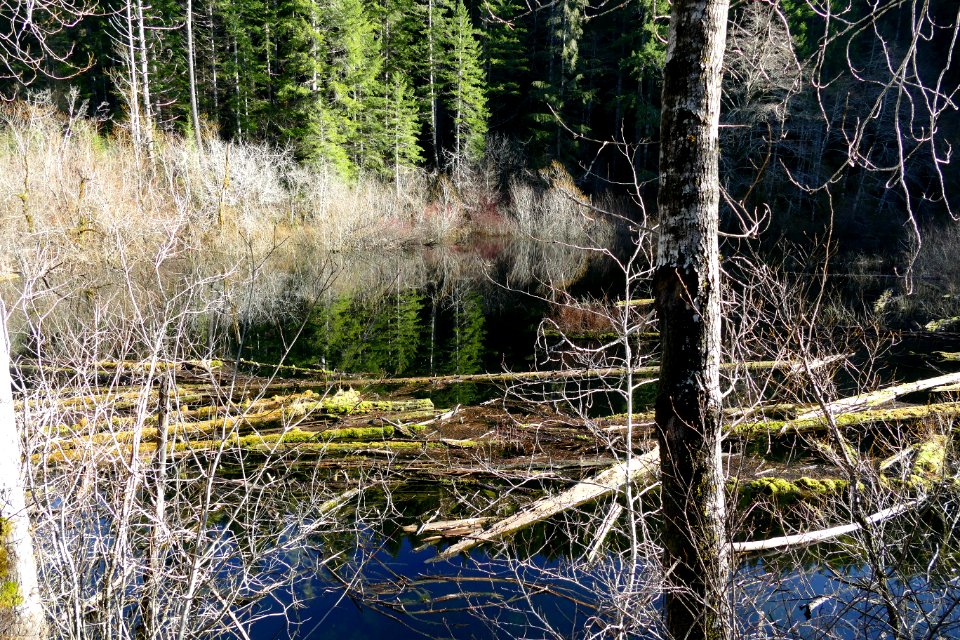 2021-Olympic forested wetlands