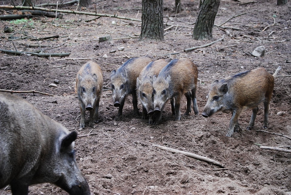 Wild boars group brothers and sisters
