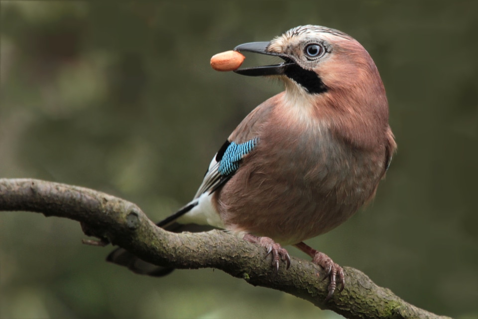 Jay on ast peanut in its beak garden