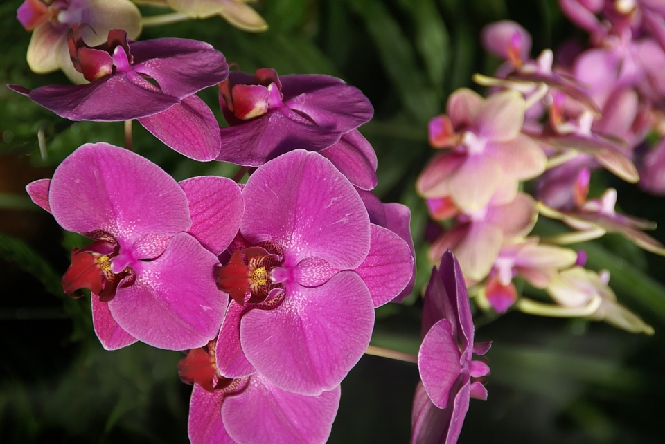 Blossom bloom purple