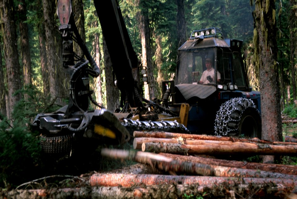Umatilla National Forest, salvage thinning Badger TS.jpg