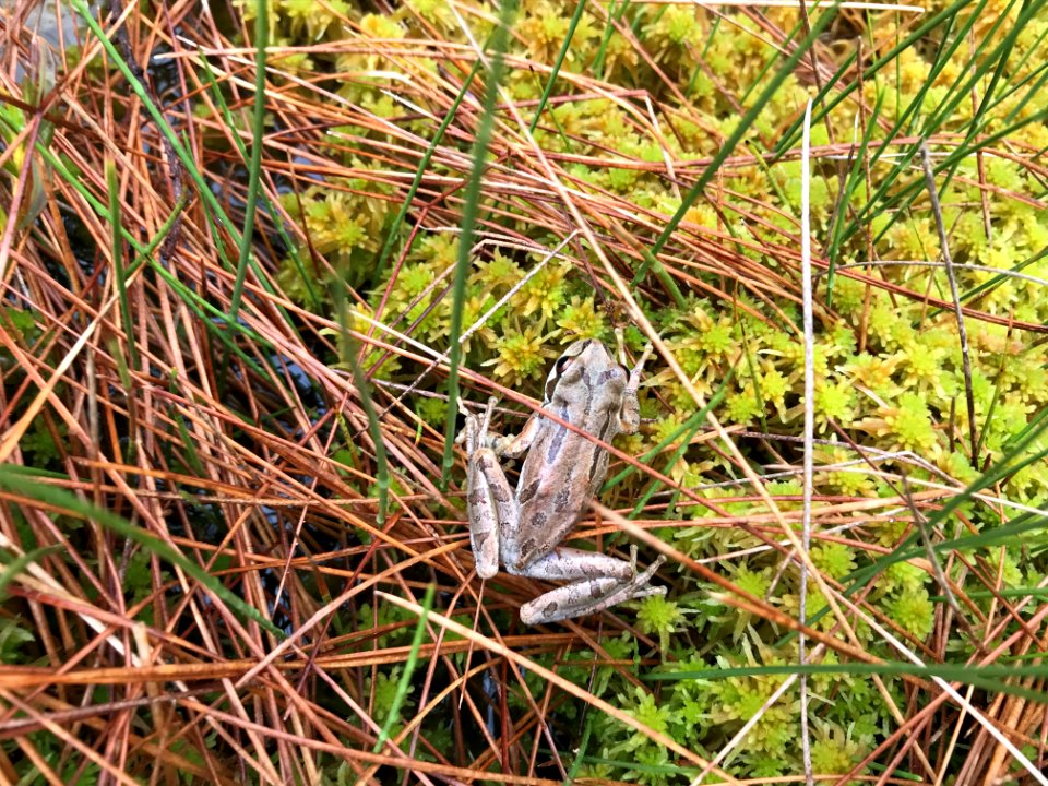 2018 Olympic Frog at Cranberry-Bog