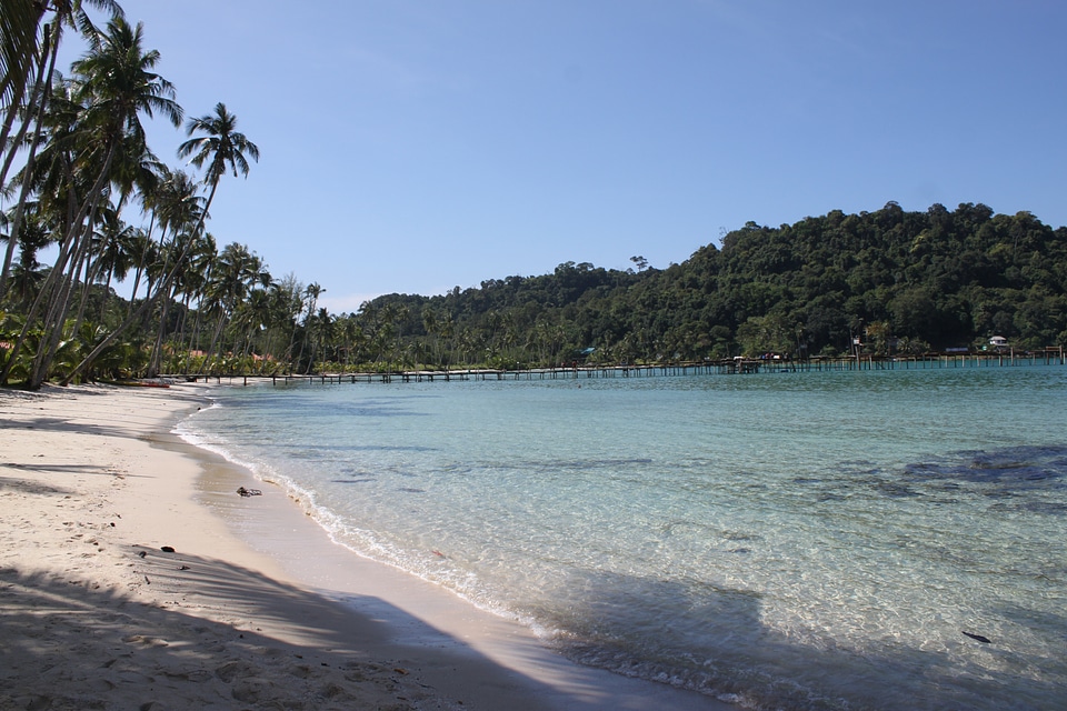 Water sea palm trees
