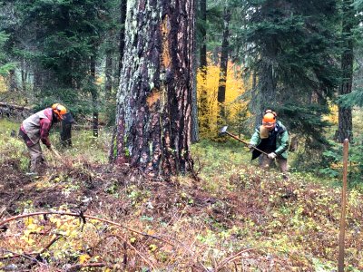 Gifford Pinchot National Forest Mt. Adams Resource Stewards prepare for a controlled burn by adding protection to a legacy tree. Photo courtesy of Mt. Adams Stewardship Crew.