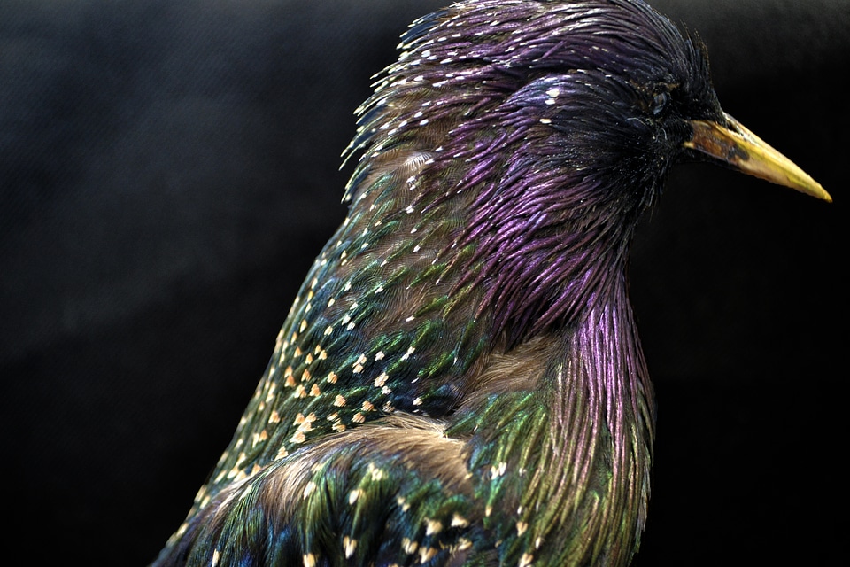 Nature bird feathers
