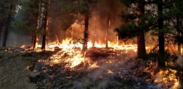 Flames climb up the hill burning underbrush and saplings leaving mature trees unharmed on the Canyon 66 Prescribed fire photo