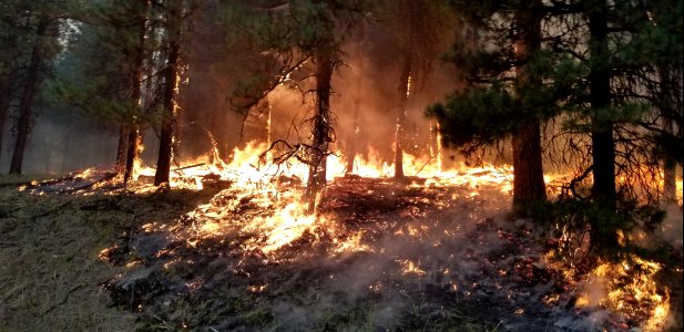 Flames climb up the hill burning underbrush and saplings leaving mature trees unharmed on the Canyon 66 Prescribed fire