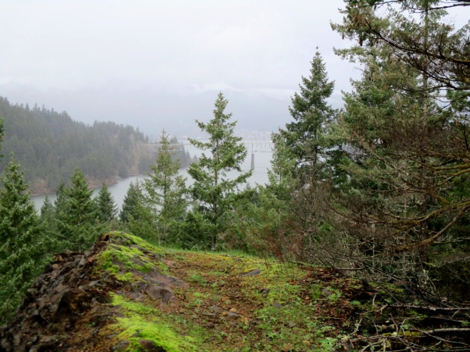 View from Trail 400. Still some green out there in the gorge post fire.