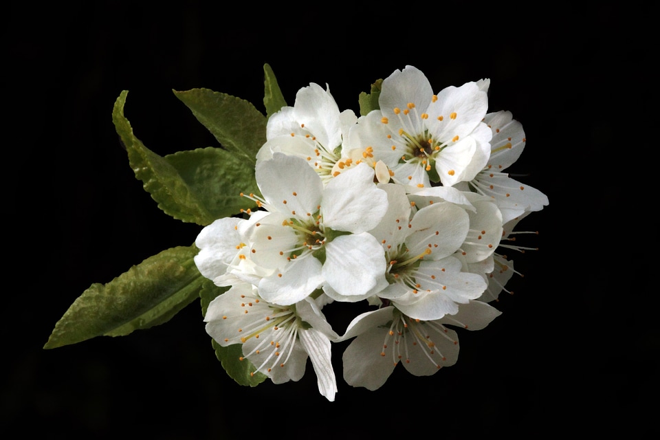 Spring flowers nature plant