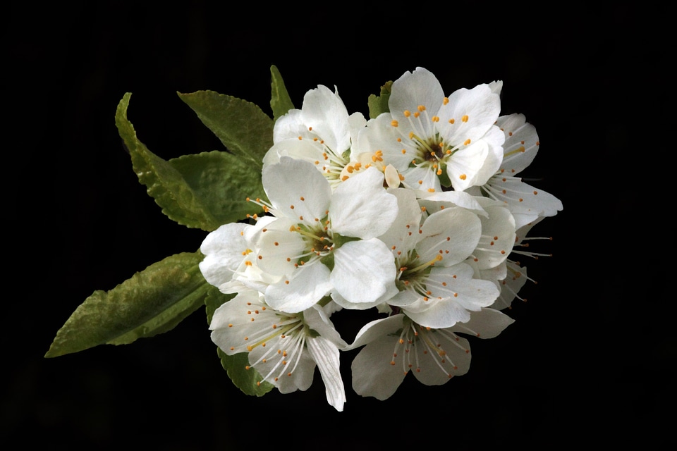 Spring flowers nature plant photo