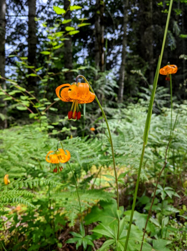 20200622 Olympic tiger lily wildflower.