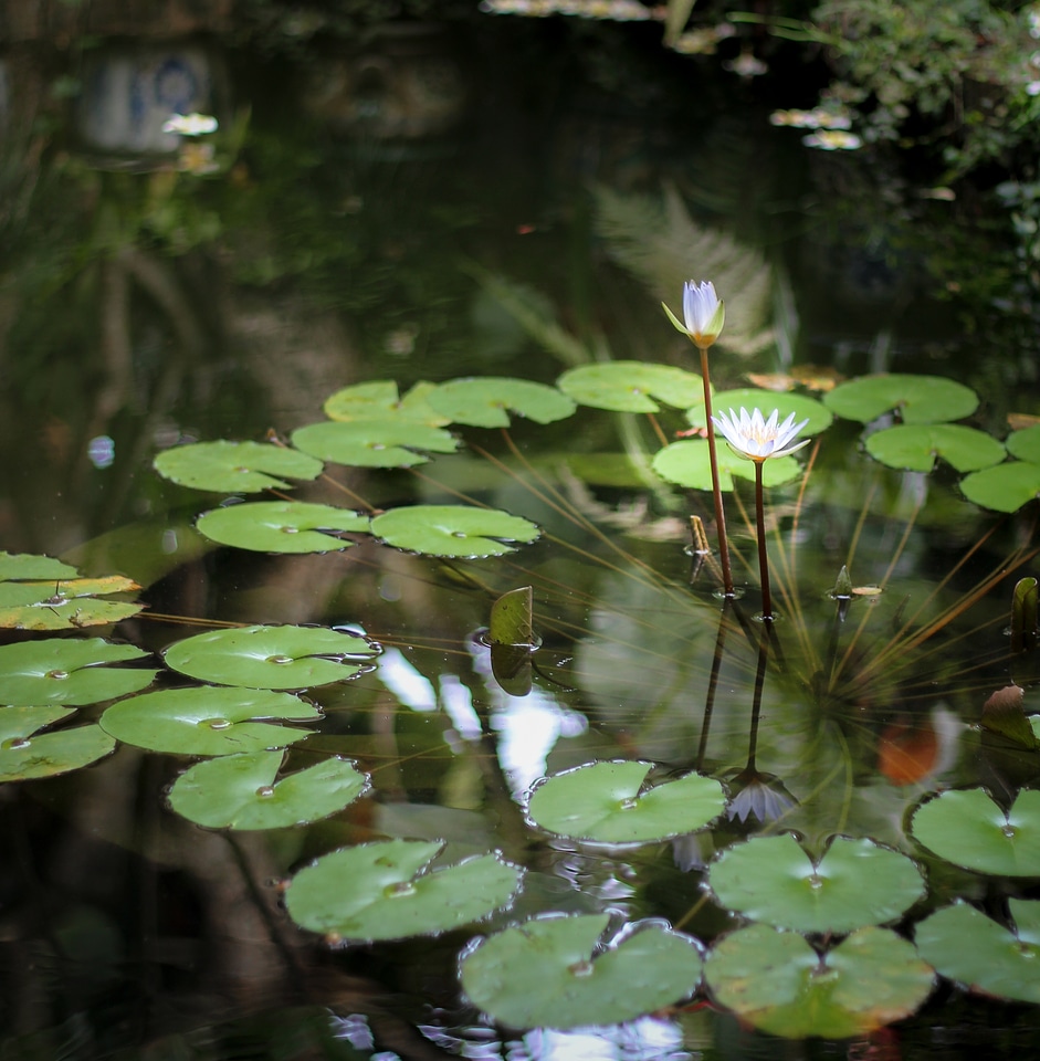 Nature lake water