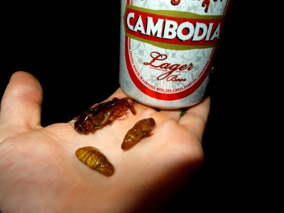 Beer and fried insects photo