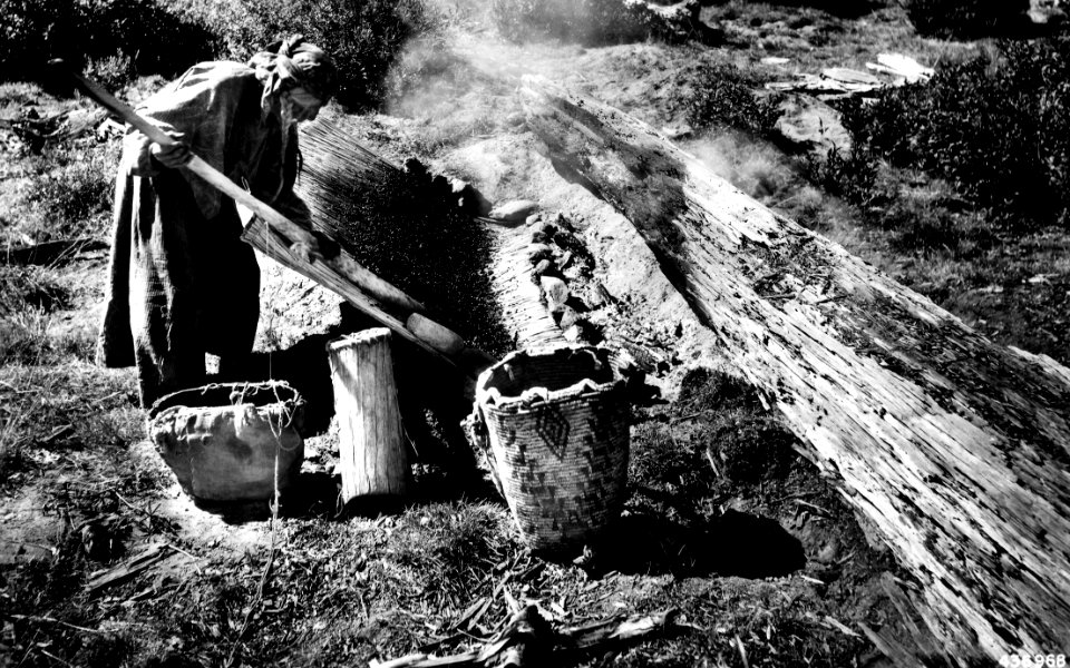 436968 Drying Huckleberries, Columbia NF, WA 1937b