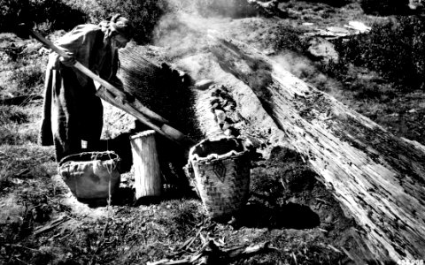 436968 Drying Huckleberries, Columbia NF, WA 1937b