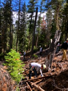 Deschutes National Forest Wildlife staff decommission non-system trails in sensitive wildlife habitat.