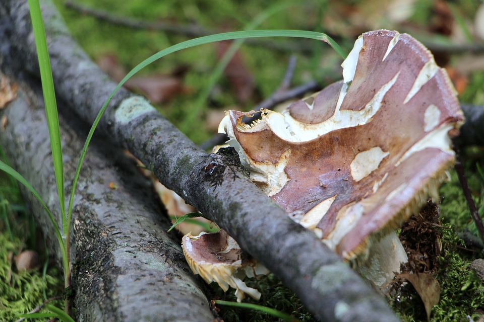 Nature forest wood