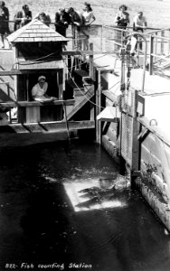 822 Fish Counting Station (at Bonneville)