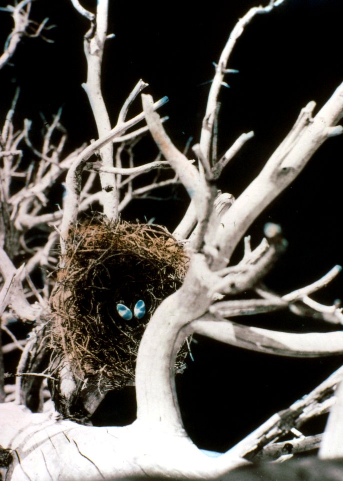 234217 Farallon Cormonant Nest, Fremont NF