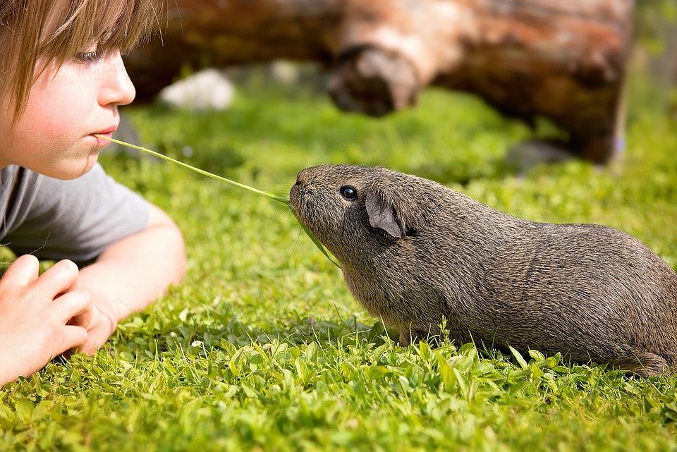 Friendship nager rodent