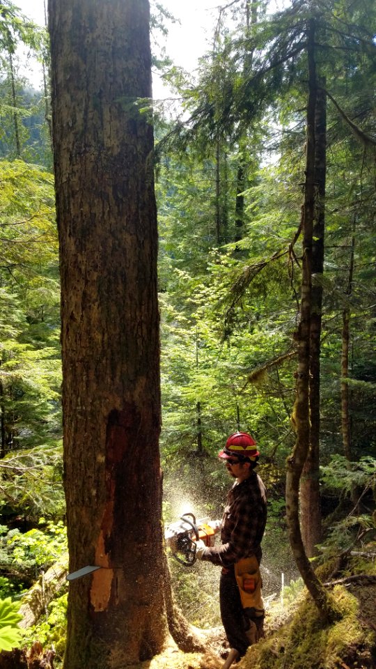 Removing hazard trees near the camping area at Lena Lake in early May 2018